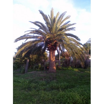 Canary Island Date Palms 10' CT